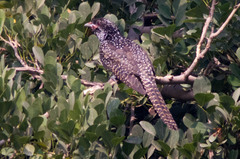 Eudynamys scolopaceus