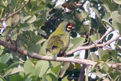 Psilopogon haemacephalus