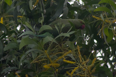 Psittacula krameri