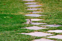 Funambulus pennantii