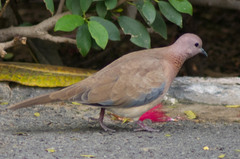 Streptopelia senegalensis
