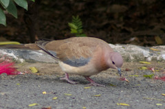 Streptopelia senegalensis