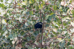 Eudynamys scolopaceus