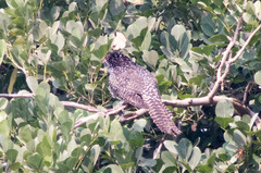 Eudynamys scolopaceus