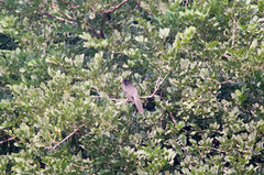 Eudynamys scolopaceus