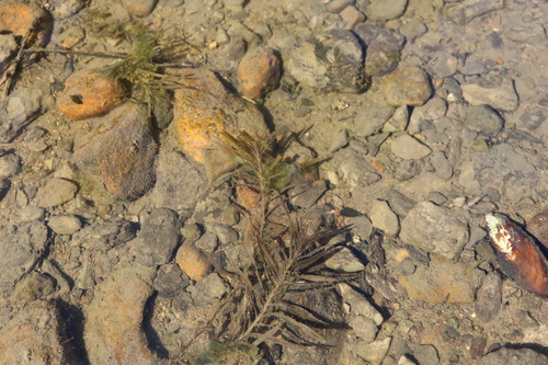 robbins' pondweed (Potamogeton robbinsii)