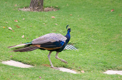 Pavo cristatus