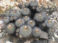 Copiapoa dealbata