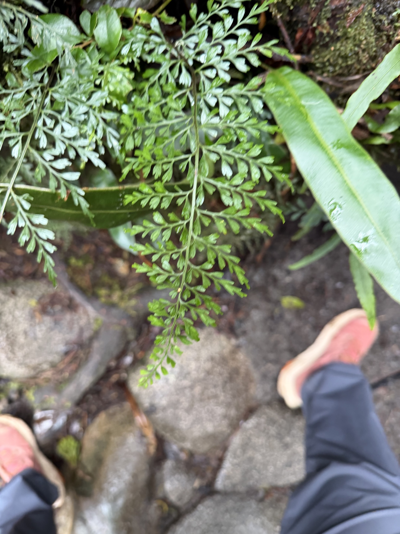 Asplenium elmeri