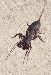 Mastigoproctus vandevenderi