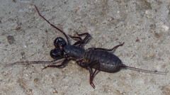 Mastigoproctus vandevenderi