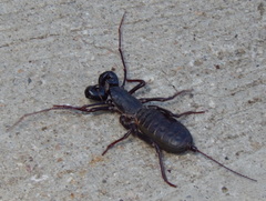 Mastigoproctus vandevenderi