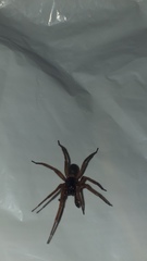 Corinnoidea