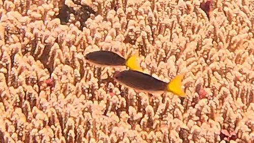 Pseudanthias olivaceus observed 2025-10-08