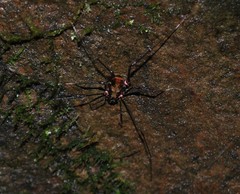 Cranaidae