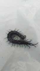 Otostigmus silvestrii