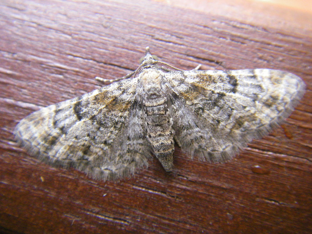 Eupithecia laquaearia