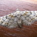 Eupithecia laquaearia - Photo (c) purperlibel, some rights reserved (CC BY-SA), uploaded by purperlibel