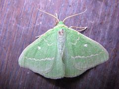 Thetidia smaragdaria