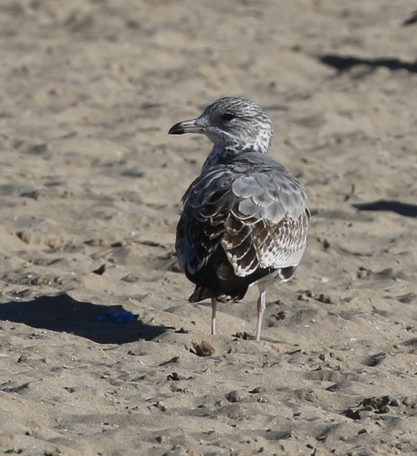 Ring-billed Gull