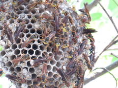 Polistes oculatus