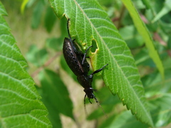 Carabus maeander