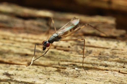 Unknown species found near Tucker Rd, Charlton, MA, US