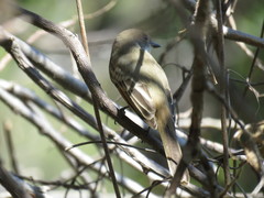 Myiarchus nuttingi
