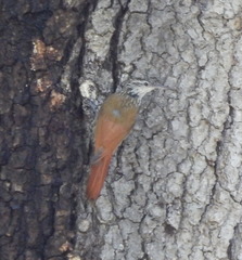 Lepidocolaptes leucogaster