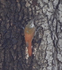 Lepidocolaptes leucogaster