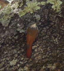 Lepidocolaptes leucogaster