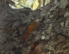 Lepidocolaptes leucogaster