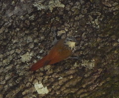 Lepidocolaptes leucogaster