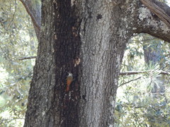 Lepidocolaptes leucogaster