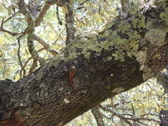 Lepidocolaptes leucogaster