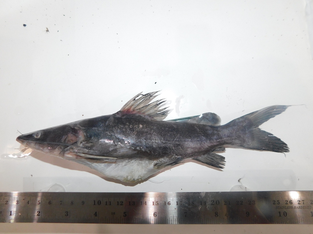 Yellow Catfish (Hemibagrus nemurus)