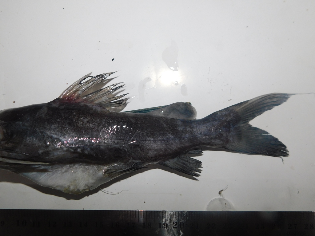 Yellow Catfish (Hemibagrus nemurus)