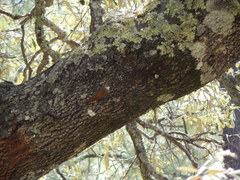 Lepidocolaptes leucogaster