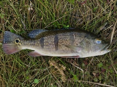 Cichla ocellaris