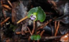 Triphora craigheadii