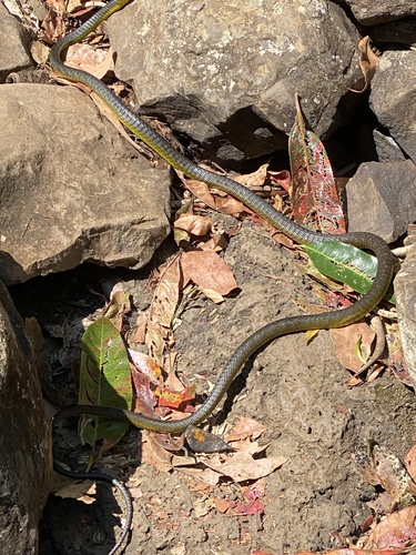 Common Tree Snake sighting