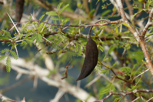 Vachellia farnesiana