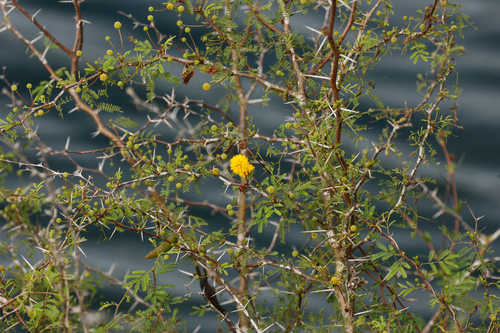 Vachellia farnesiana