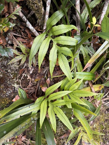 Selliguea taeniata observed 2025-10-08