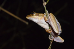 Chalcorana chalconota