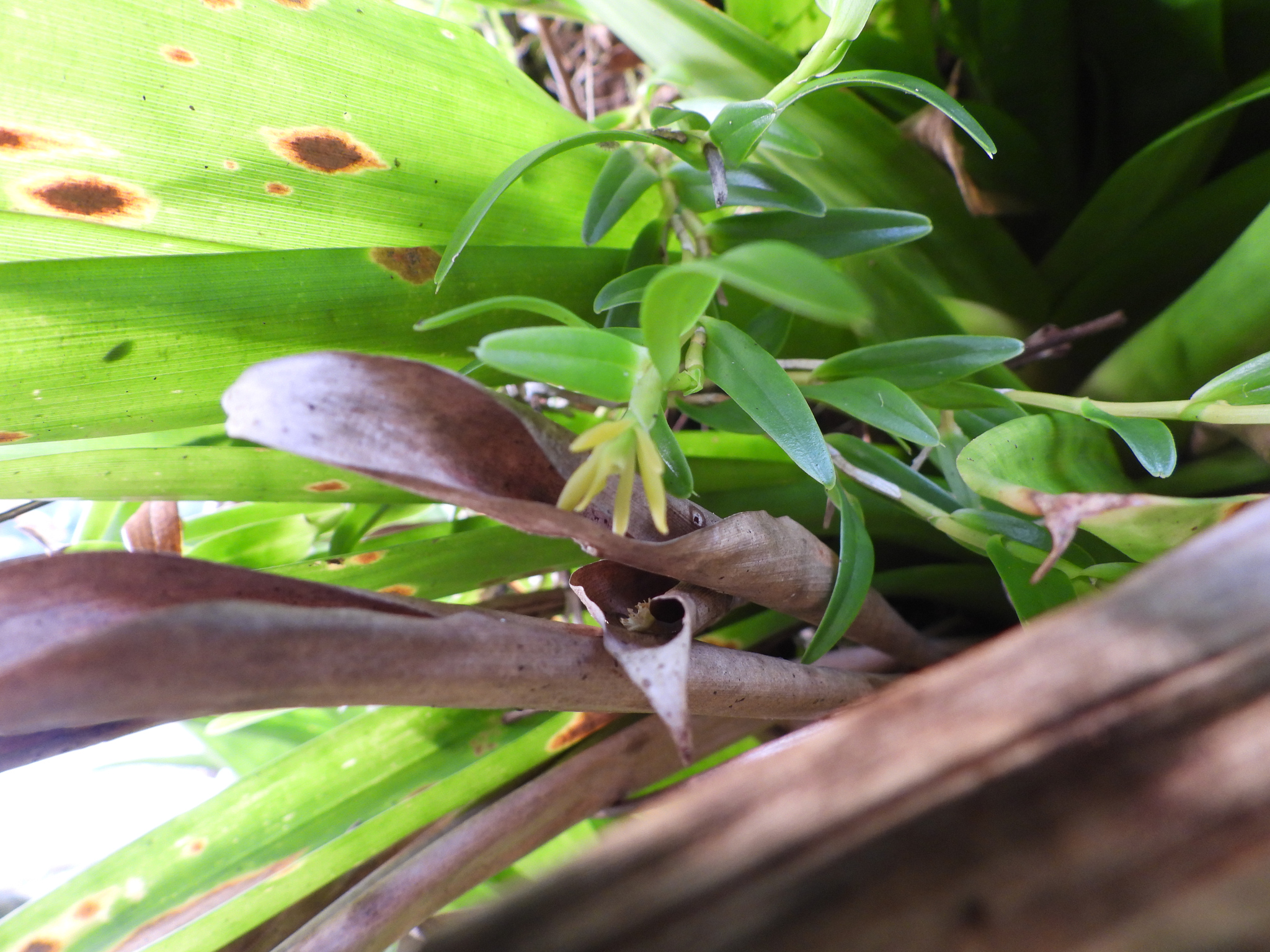 Epidendrum insulanum Schltr. 3