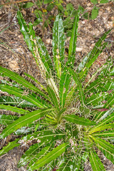 Ptilostemon casabonae