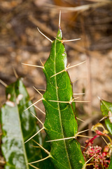 Ptilostemon casabonae