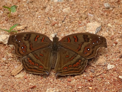 Island Brown Pansy