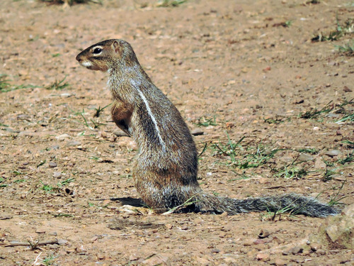 Striped Ground Squirrel